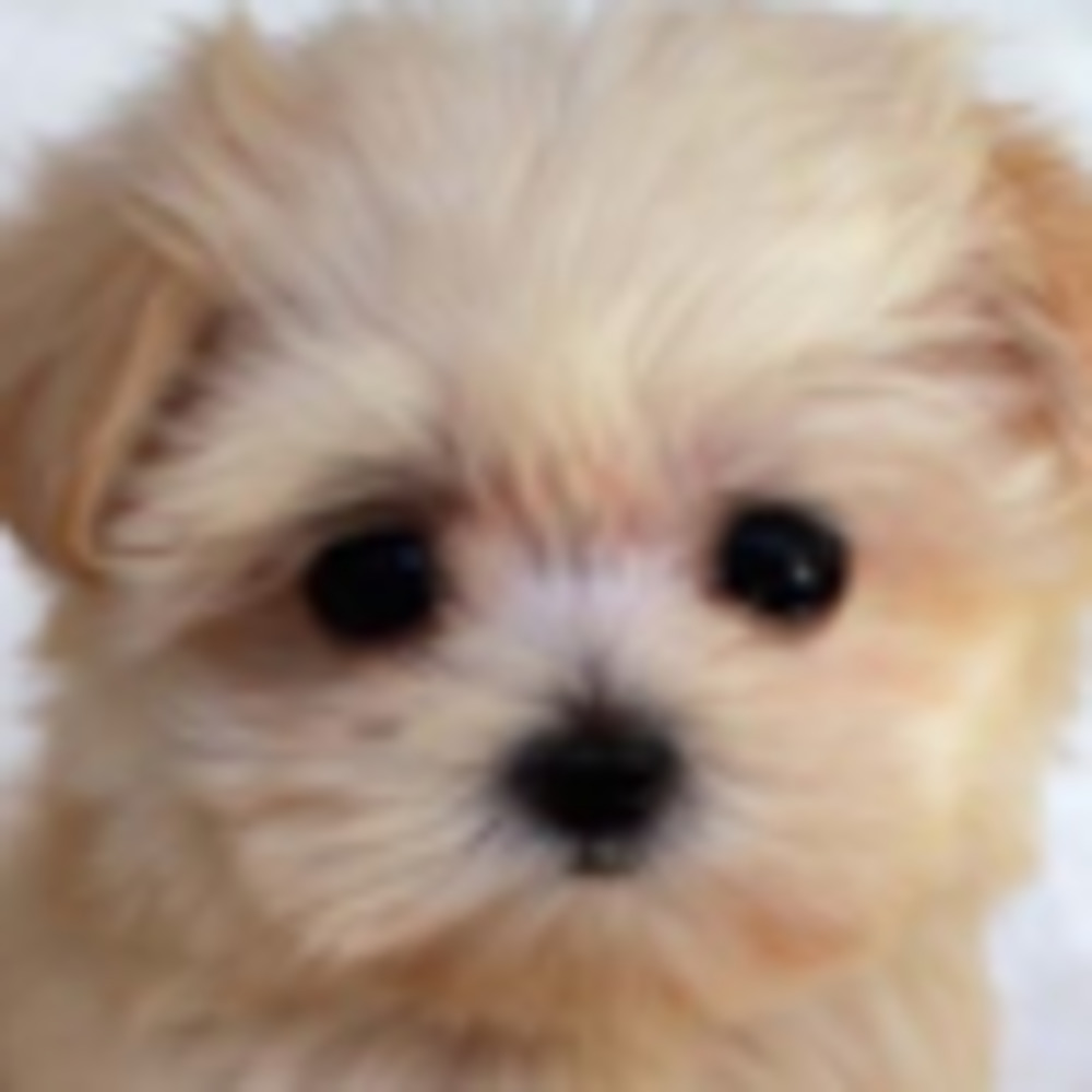 Meet your Posher, Maya